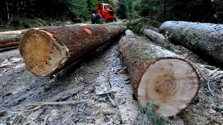 Jaful verde al secolului: Cum s-au topit 60 de miliarde de euro în retrocedări ilegale de păduri în România