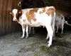 Rabie confirmată la o vacă dintr-o gospodărie din Neamț. Ce se întâmplă cu animalele din zonă