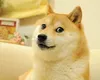 Kabosu, cățelușa care a inspirat faimosul meme „Doge”, a murit la vârsta de 18 ani