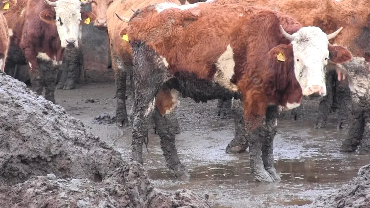 Subvenții europene pentru vaci ținute în noroi. Ce riscă fermierul  (foto)  