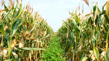 Revoluție în agricultură. Bruxellesul aprobă primele plante obținute prin editare genetică