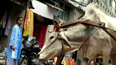 Nou record de infectări Covid-19 în India: A fost atins un nou vârf al deceselor