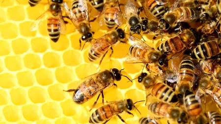 Ioan Fetea (ACA): Producţia de miere din acest an va fi redusă undeva la 12.000-13.000 de tone; apicultorii solicită un sprijin financiar