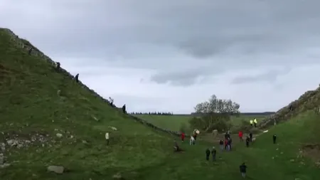 Arestat pentru că a tăiat „Copacul lui Robin Hood”. Arborele avea peste 200 de ani