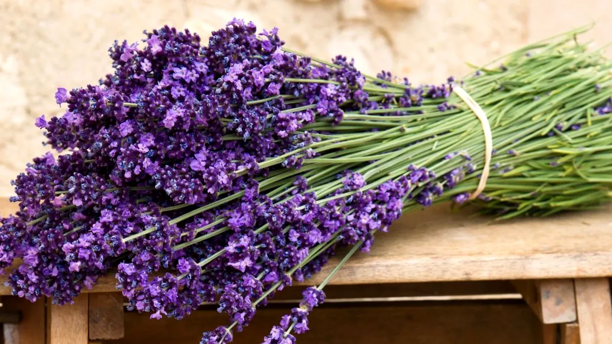 Nu o arunca! Lavanda uscată îți poate fi de mare folos