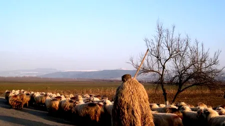 Ciobanii renunță la oi și la brânză și ridică pensiuni pentru turiști