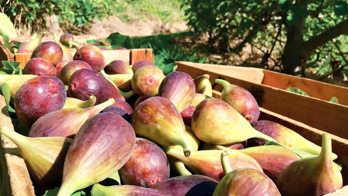 Tărâmul smochinelor, în România. Localitatea în care aproape toată lumea cultivă smochini