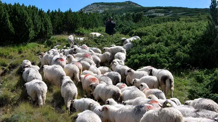 Solicitare disperată, dar inedită, a crescătorilor de oi