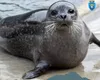 Zoo Brașov sărbătorește Ziua Internațională a Focii