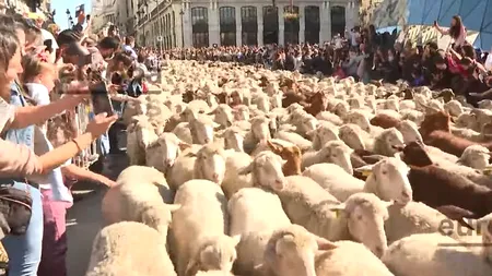 Transhumanța în varianta spaniolă. Străzile din Madrid, invadate de mii de oi