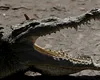 Dragoste de crocodili în Costa Rica: adio grădini zoologice, bun venit sanctuare de salvare!