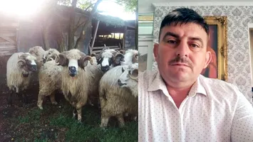 Revolta ciobanilor la adresa șefului ANSVSA: „Am ajuns să importăm miei din Noua Zeelandă și Australia”