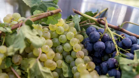 Strugurii pot reduce cu 40% riscul de boli de inimă