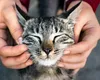 Pisicile s-au domesticit singure, după ce au trăit în simbioză cu oamenii timp de mii de ani