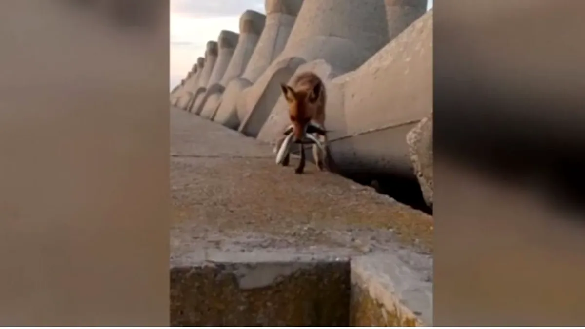 Vulpe înfometată pe dig, în sudul litoralului. A furat 4 pești