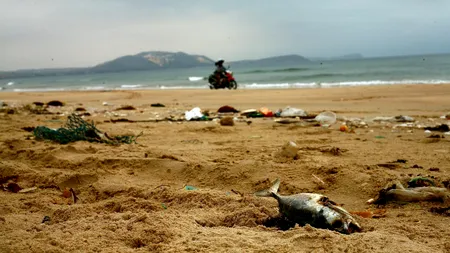 Efectul deșeurilor aruncate în ape: Cercetătorii au descoperit microplastic în țesutul muscular al peștilor