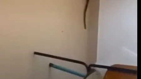 Invazie de șerpi la Balș. Unul a ajuns chiar la spital