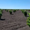 Livada de 4,6 milioane de euro