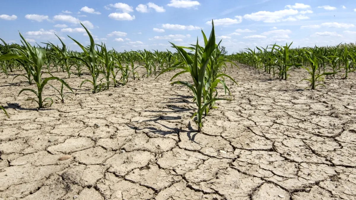 Alertă agricolă 2025: între norii de ploaie și soarele ucigaș