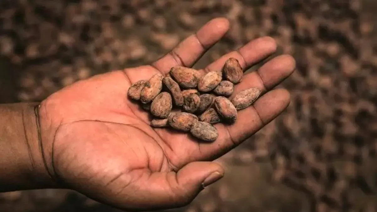 Puratos aduce și în România Cacao-Trace, programul de sustenabilitate pentru producția de ciocolată