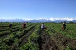 Germania se pregătește să pună frână muncitorilor agricoli din România și Bulgaria