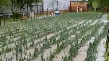Capitala va avea mai puține legume. Grindina a distrus grădinile din Giurgiu