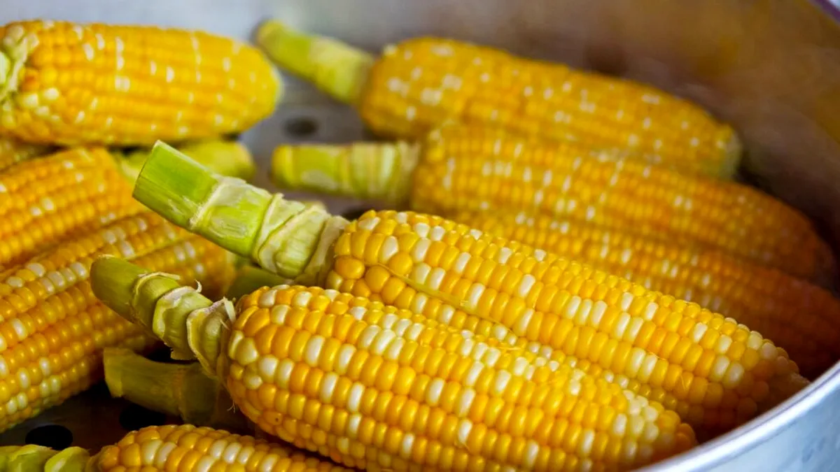 ALERTĂ. Uniunea Europeană ar putea ridica embargoul privind importul de cereale modificate genetic din SUA şi America Latină