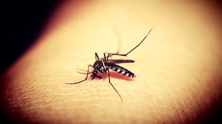 Nu scăpăm de virusul Zika! Ce boli grave ne pândesc vara aceasta