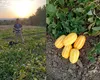 Povestea tânărului care a lăsat Germania ca să crească în ţară „pepene-ananas”