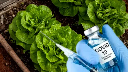 Legume injectate cu vaccin anticovid