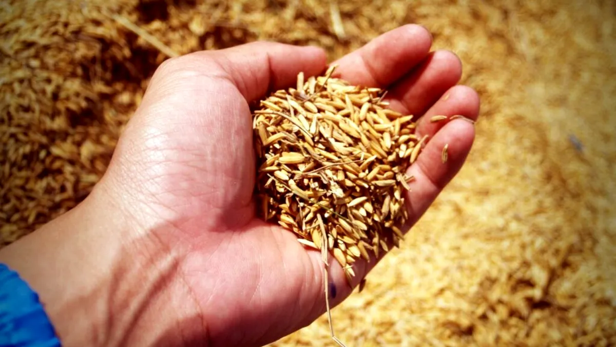 În ciuda secetei pedologice, recolta de grâu din acest an acoperă necesarul de consum și de export