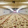 Ferma Avicolă Șerban își vinde platformele din Bacău și Vaslui pentru 16,5 milioane de euro. Activele ajung la familia Safir