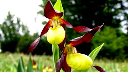 O orhidee foarte rară și protejată prin lege a înflorit în Parcul Natural Putna Vrancea (VIDEO)
