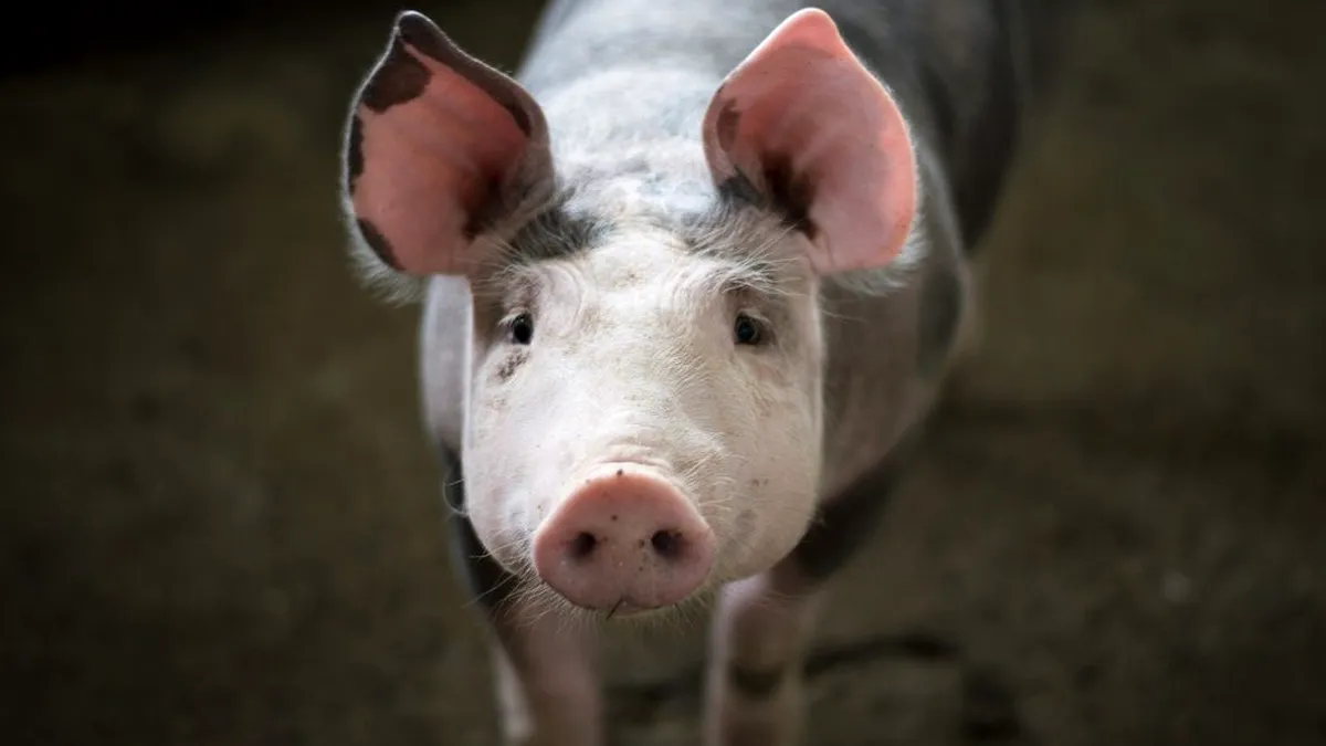 ANSVSA: Porcul crescut în gospodărie, carnea și produsele din carne de la acesta sunt interzise la comercializare