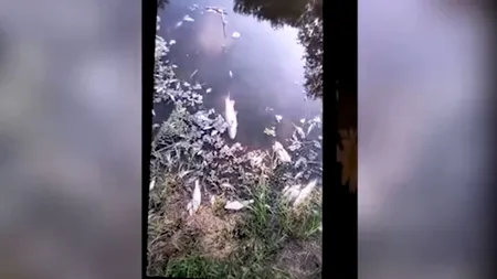 Dezastru ecologic pe râul Bârlad. Sute de pești morți au fost descoperiți în apă VIDEO