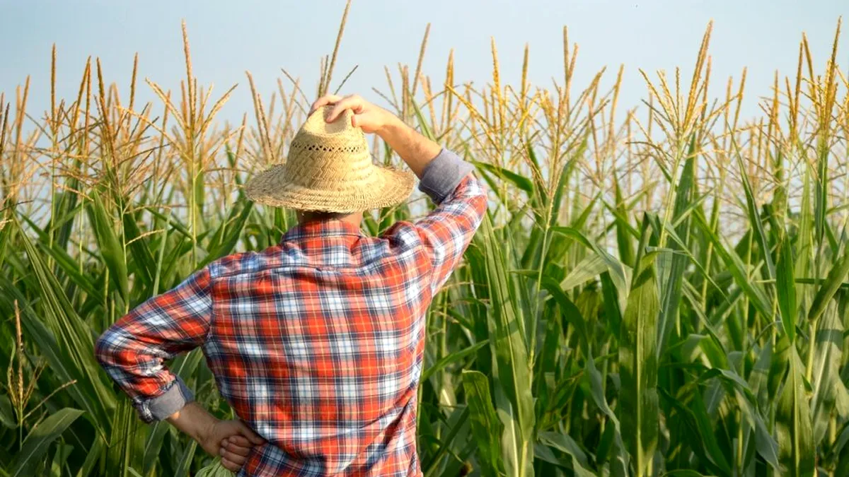 INS: cât au produs agricultorii români în 2023