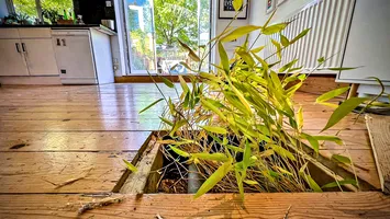 Planta invazivă tot mai populară printre români: poate afecta fundația casei