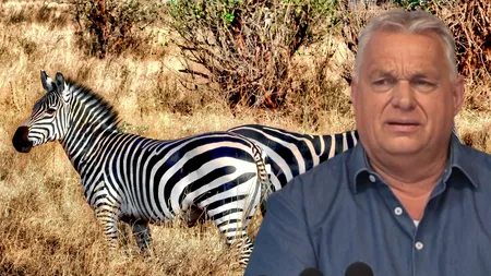 Struți, tigri și zebre: colecțiile bizare de animale ale liderilor autoritari. Orbán deschide lista