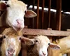 Pesta face ravagii în România. Peste 600 de animale vor fi omorâte la o fermă din Timiș