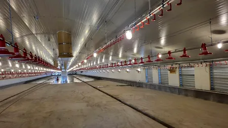 Investiție de aproape patru milioane de euro într-o fermă avicolă. Va genera 300.000 de pui pe an (FOTO&VIDEO)
