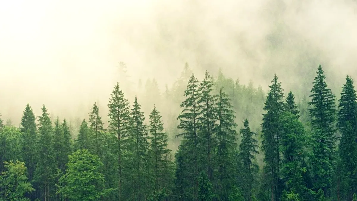 Horia Baciu, „cea mai înfricoșătoare pădure din Transilvania”