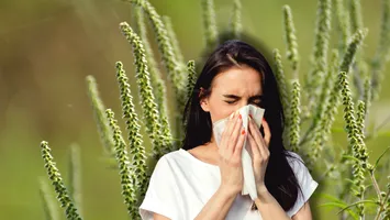 A început sezonul ambroziei: cât durează calvarul alergicilor și când este atins apogeul perioadei
