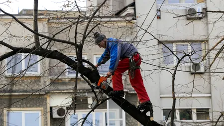 Ce salariu are un arbolog? În Arad „chirurgii copacilor