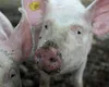 Investiţie de 2,4 milioane de euro, într-o fermă de porci. Ce producţie anuală se preconizează (VIDEO)