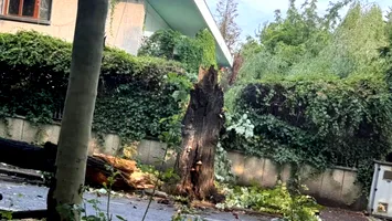 Furtuna a rupt copacul din curtea vilei în care locuiește Ion Iliescu