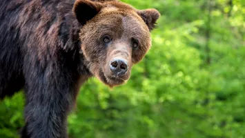 Încă o persoană a fost atacată de urs, în judeţul Argeş. Intervenţie de urgenţă