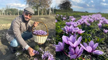 O familie din Vrancea a transformat o pasiune într-o afacere rară. Cultivă cel mai scump condiment din lume