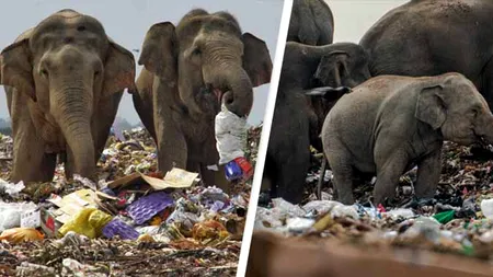 Lumea noastă, imagini terifiante: Elefanți care mănâncă din gunoaie