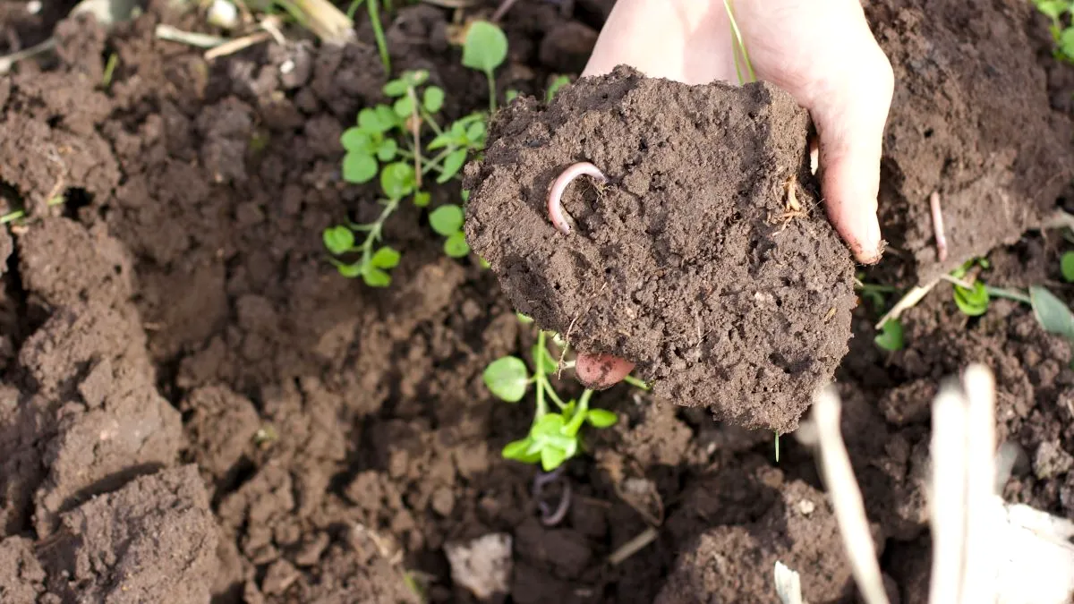 <strong>Ce înseamnă agricultura regenerativă</strong>