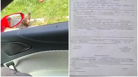 Cu ce amendă s-au ales frații Tate după ce au hrănit un urs